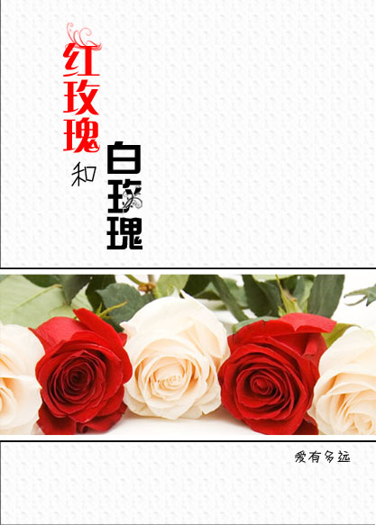 红玫瑰和白玫瑰的图片